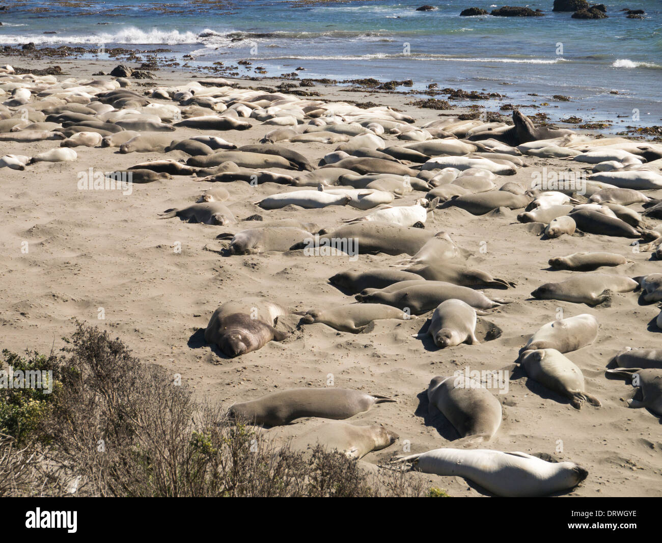 Les éléphants de mer sur la plage de Piedras Blancas, California USA Banque D'Images