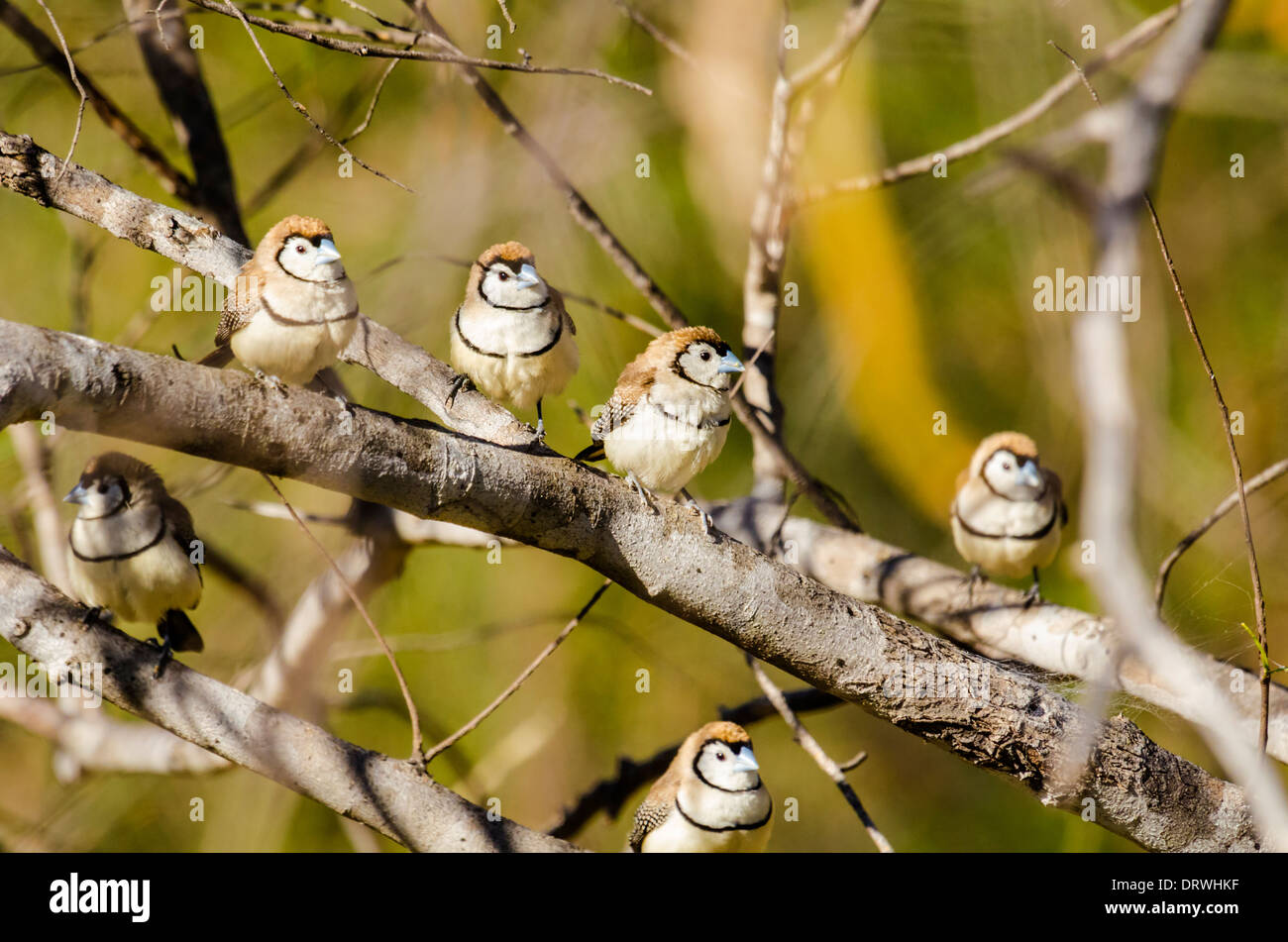 Double-prescription Finch Taeniopygia bichenovii Banque D'Images