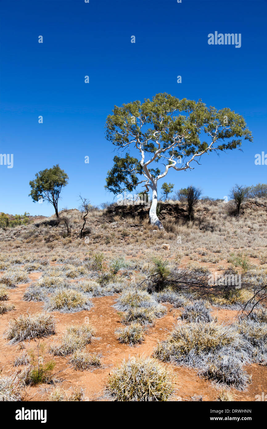 Desert Tree dans l'arrière-pays australien près d'Alice Springs Macdonnell ranges Banque D'Images