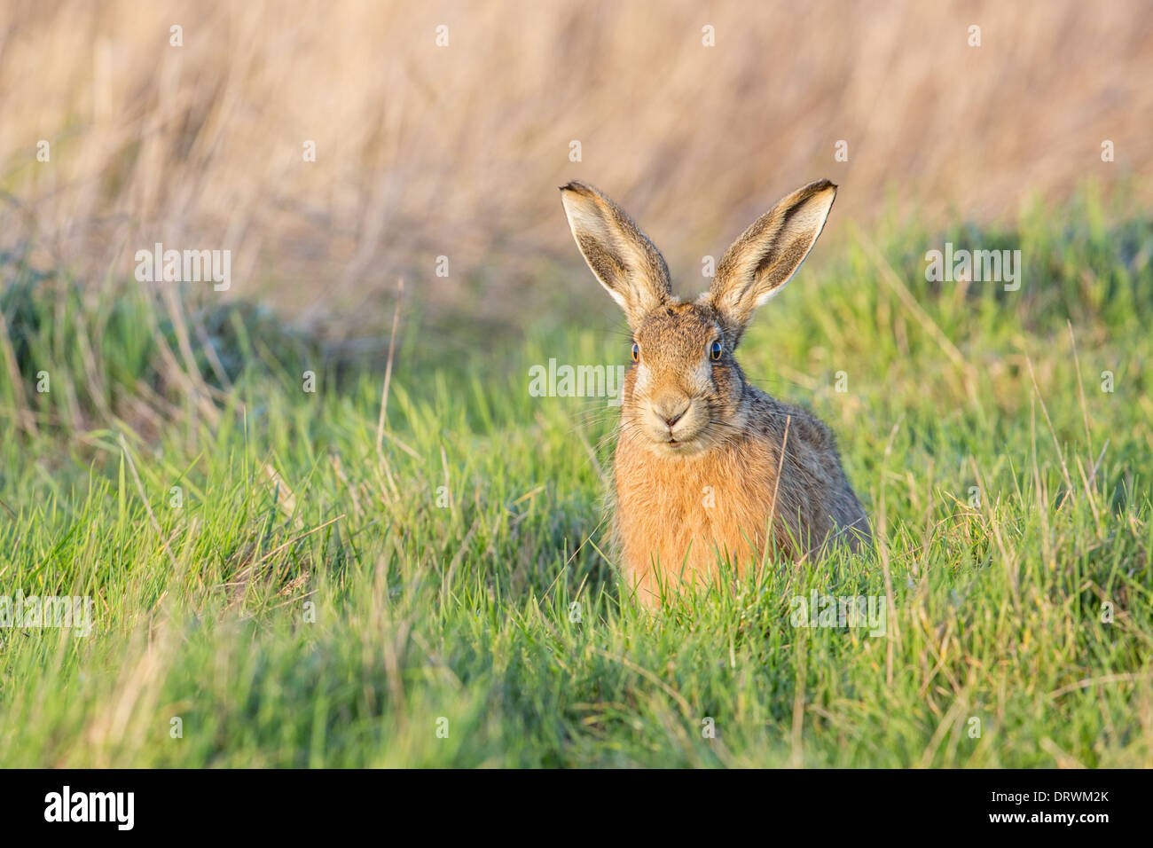 European brown hare (Lepus europaeus) assis dans un champ, alerte Banque D'Images