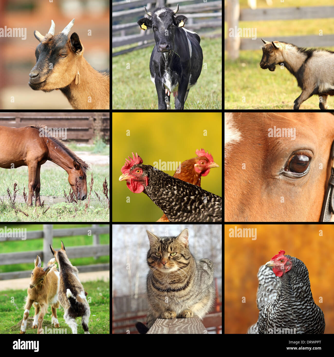 Collage fait avec les images prises à la ferme, collection d'animaux Banque D'Images