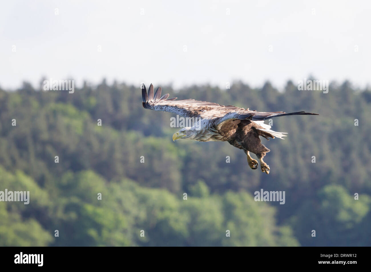 Haliaeetus albicilla cerf Seeadler Sea Eagle Banque D'Images