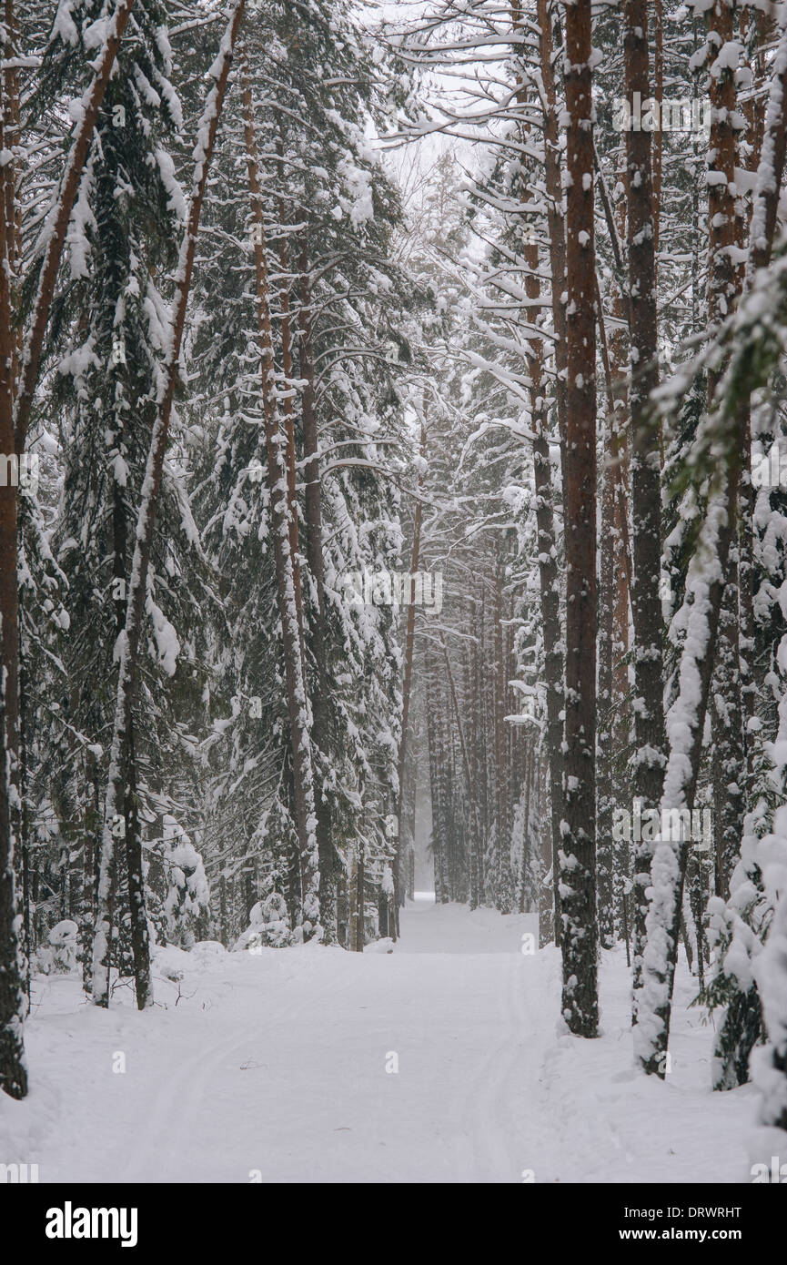 Vue sur la forêt par la chute de neige Banque D'Images