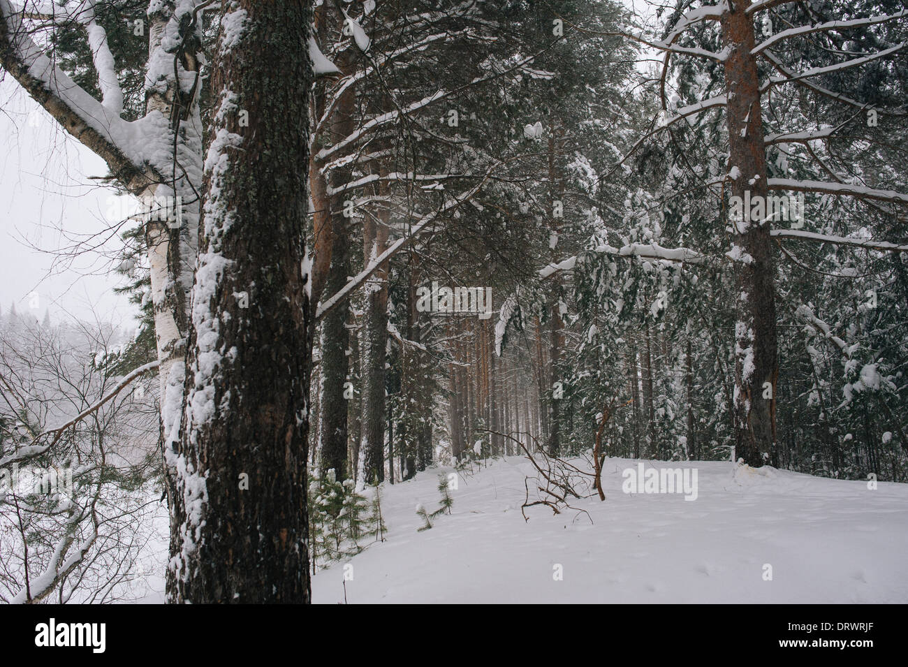 Vue sur la forêt par la chute de neige Banque D'Images