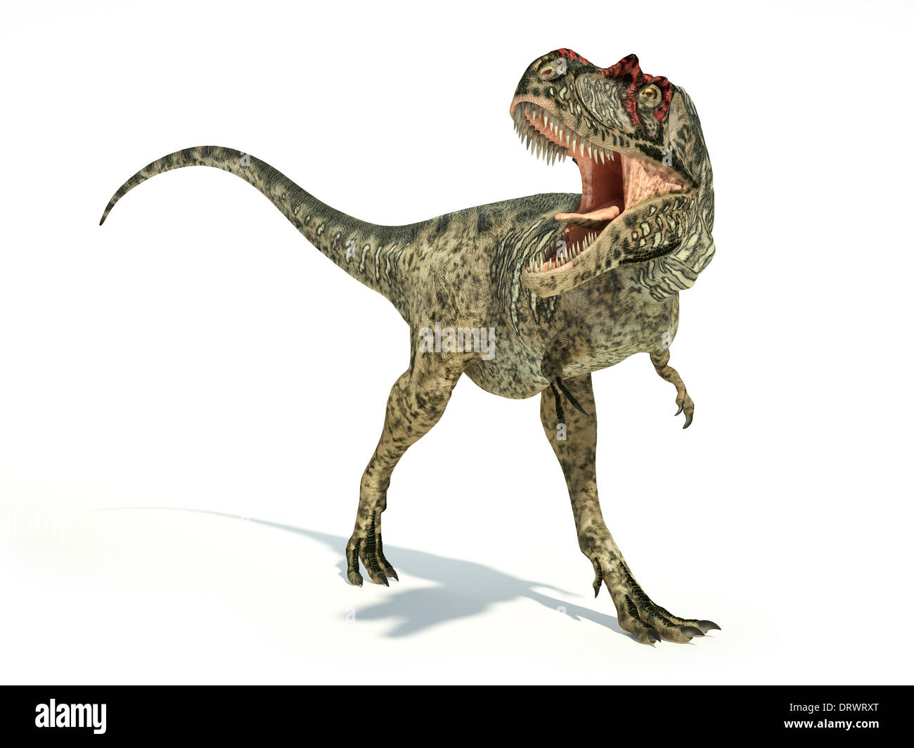 L'Albertosaurus Dinosaure, photo-réalistes et représentation scientifiquement correcte, dynamique posture. Sur fond blanc. Banque D'Images