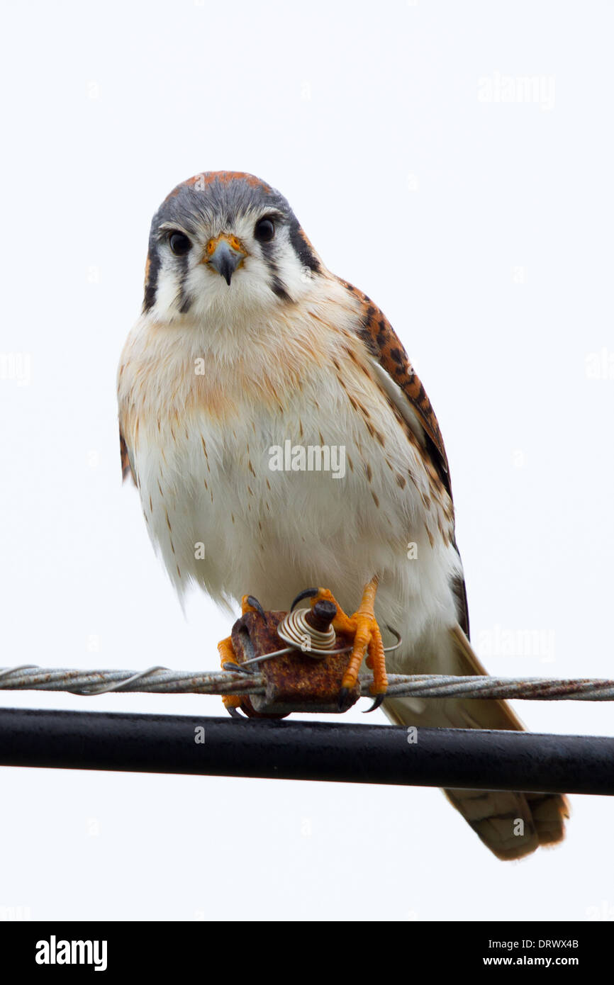 Femme Crécerelle d'Amérique (Falco sparverius) perché sur le fil télégraphique Banque D'Images