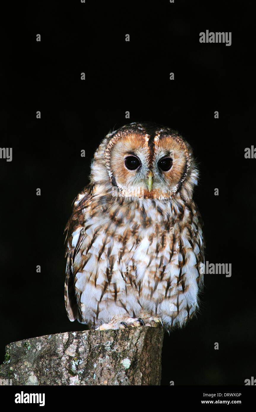 hibou de tawny strix aluco Banque D'Images