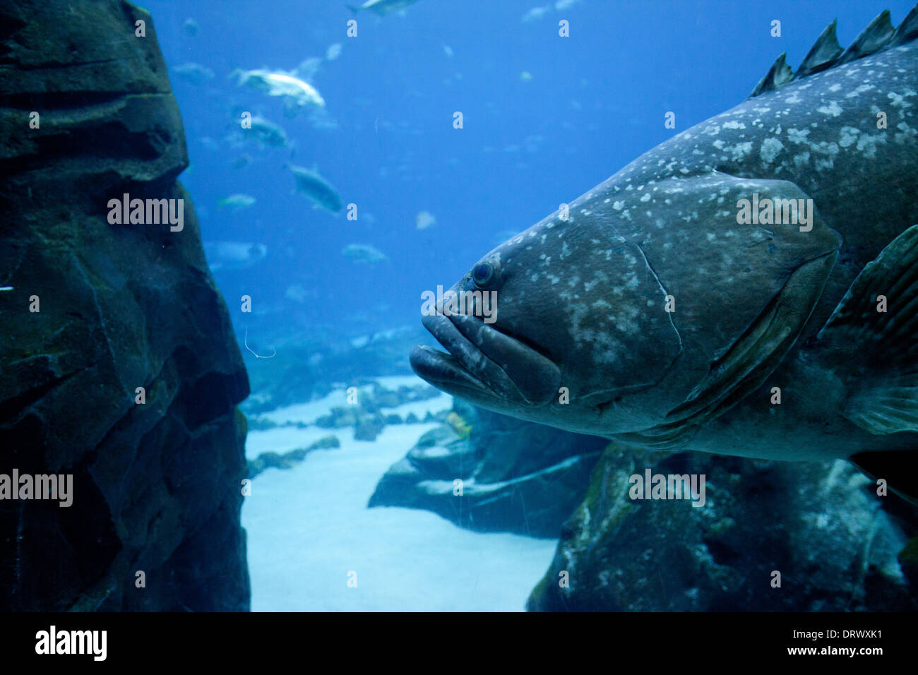 Un groupeur nage à travers les réservoirs dans l'Aquarium d'Atlanta Banque D'Images