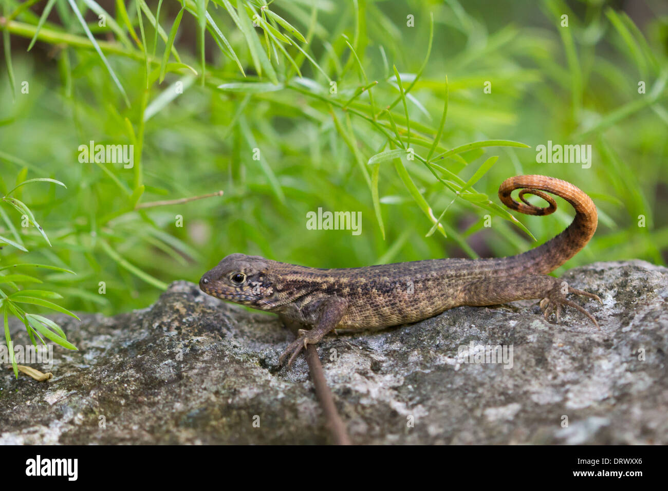 Le Lézard Curly nord (Leiocephalus carinatus), Grand Bahama, Bahamas Banque D'Images