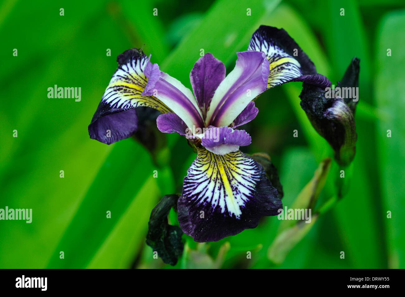 Iris sibirica fleur de jardin bog Banque D'Images