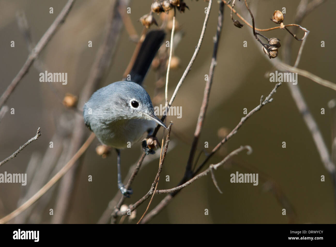 Gobemoucheron gris-bleu (Polioptila caerulea) Banque D'Images