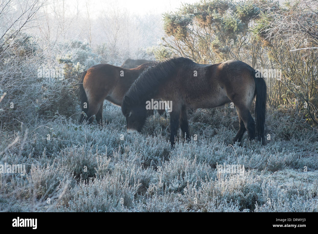 Poneys Exmoor à Sutton Park sur un matin glacial de janvier Banque D'Images