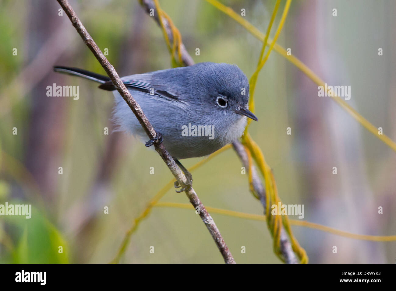 Gobemoucheron gris-bleu (Polioptila caerulea) Banque D'Images