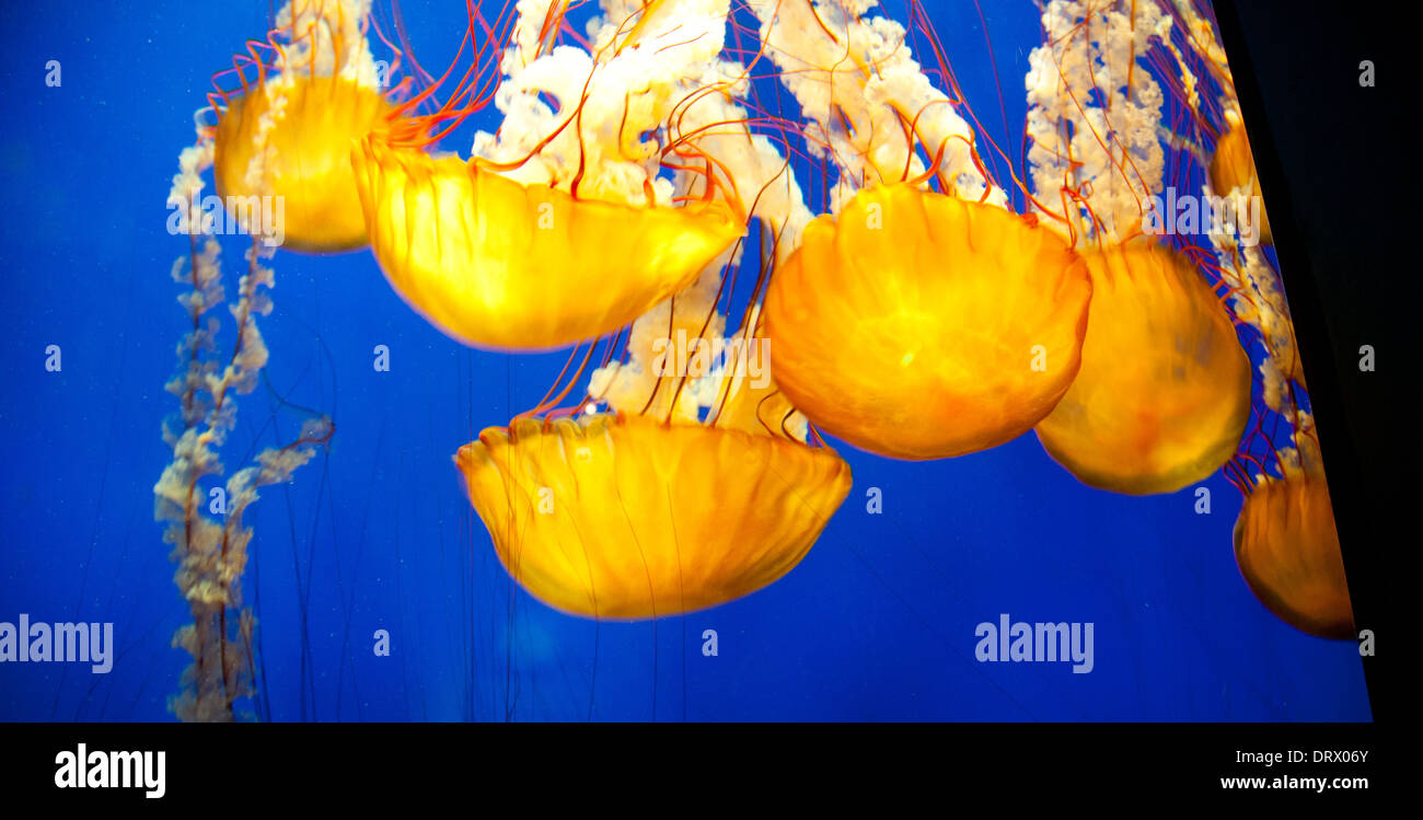 Les méduses nager en toute sécurité derrière une vitre dans l'Aquarium d'Atlanta. Banque D'Images