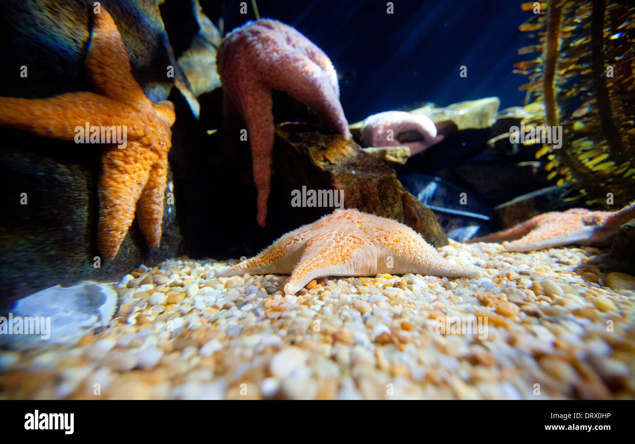 Accrocher l'étoile de mer des rochers dans un aquarium d'Atlanta. Banque D'Images