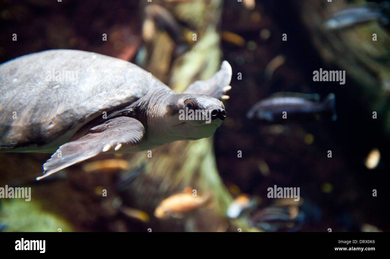 Un Pig-Nosed la tortue nage dans l'Aquarium d'Atlanta. Banque D'Images