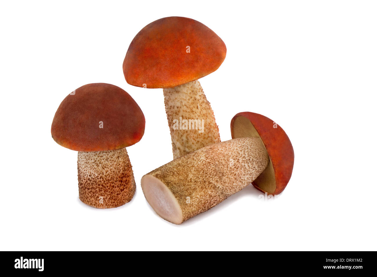 Beaux champignons, champignons d'aspen avec bonnets rouges. Présenté sur un fond blanc. Banque D'Images