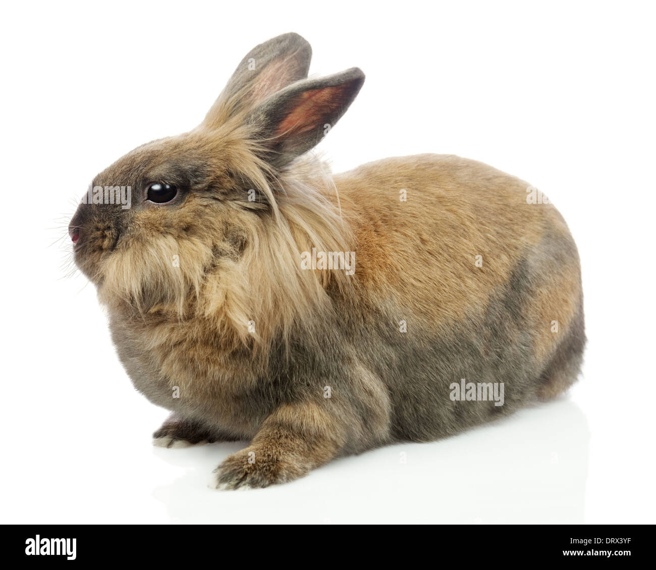 Lapin (tête de lion) isolé sur fond blanc. Libre. Banque D'Images