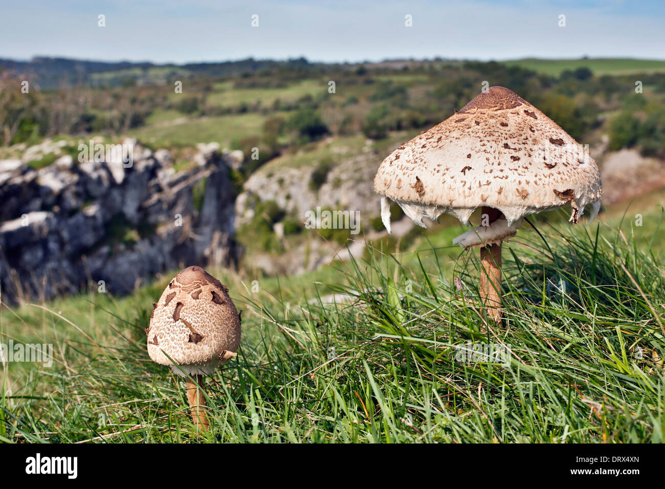 Parasol de champignons ; Macrolepiota procera, cheddar, Somerset, UK Banque D'Images