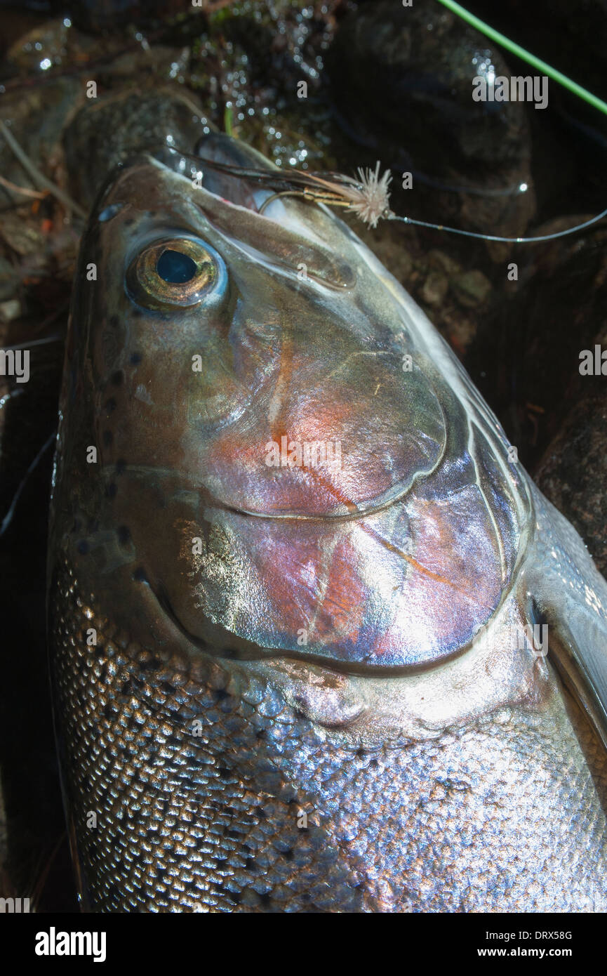 Pêche à la mouche Pêche de la truite arc-en-ciel dans le Nord de l'Ontario, Canada Banque D'Images