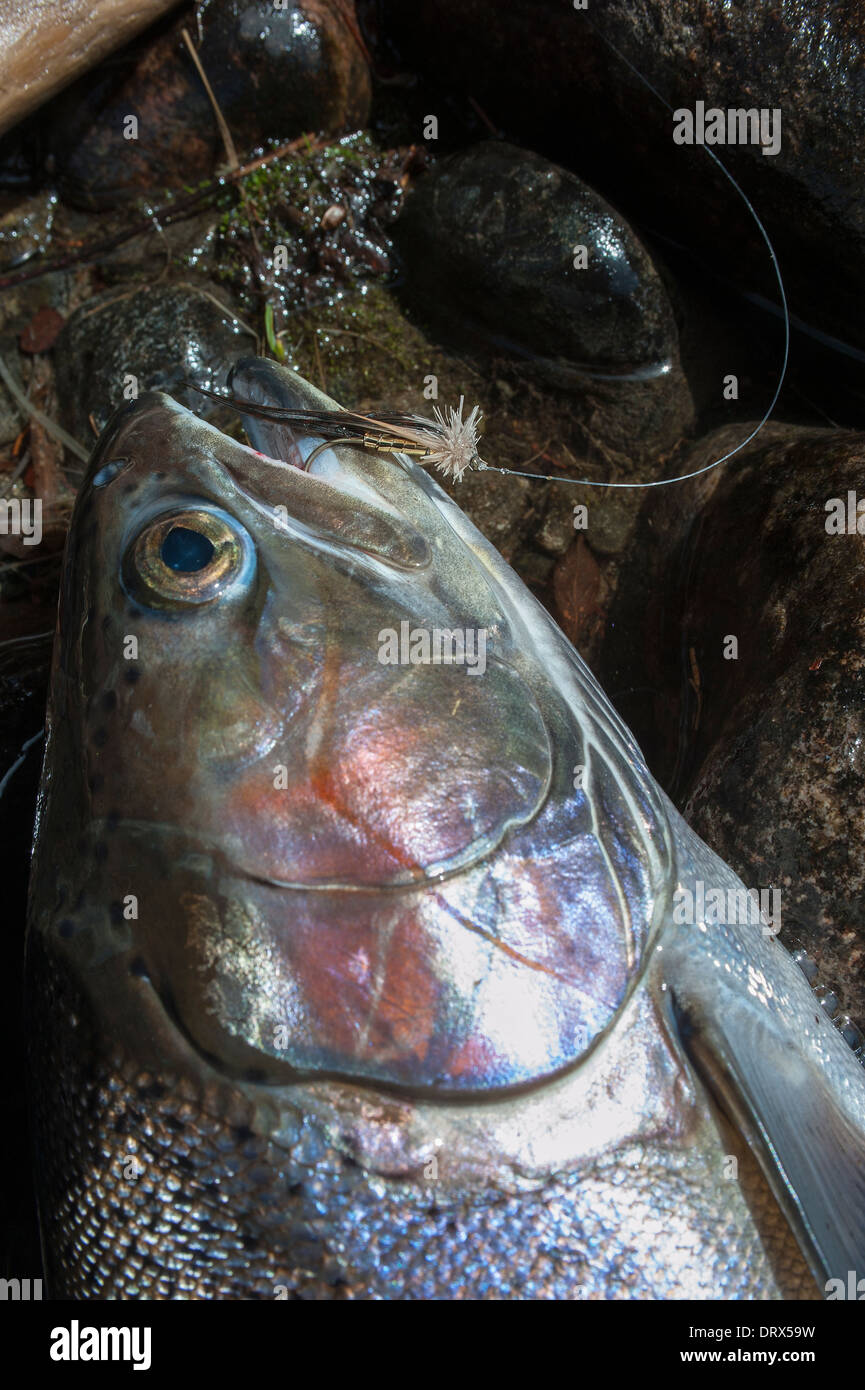 Pêche à la mouche Pêche de la truite arc-en-ciel dans le Nord de l'Ontario, Canada Banque D'Images