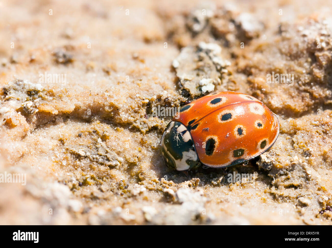 Libre d'une Coccinelle rouge avec quinze points noirs Banque D'Images