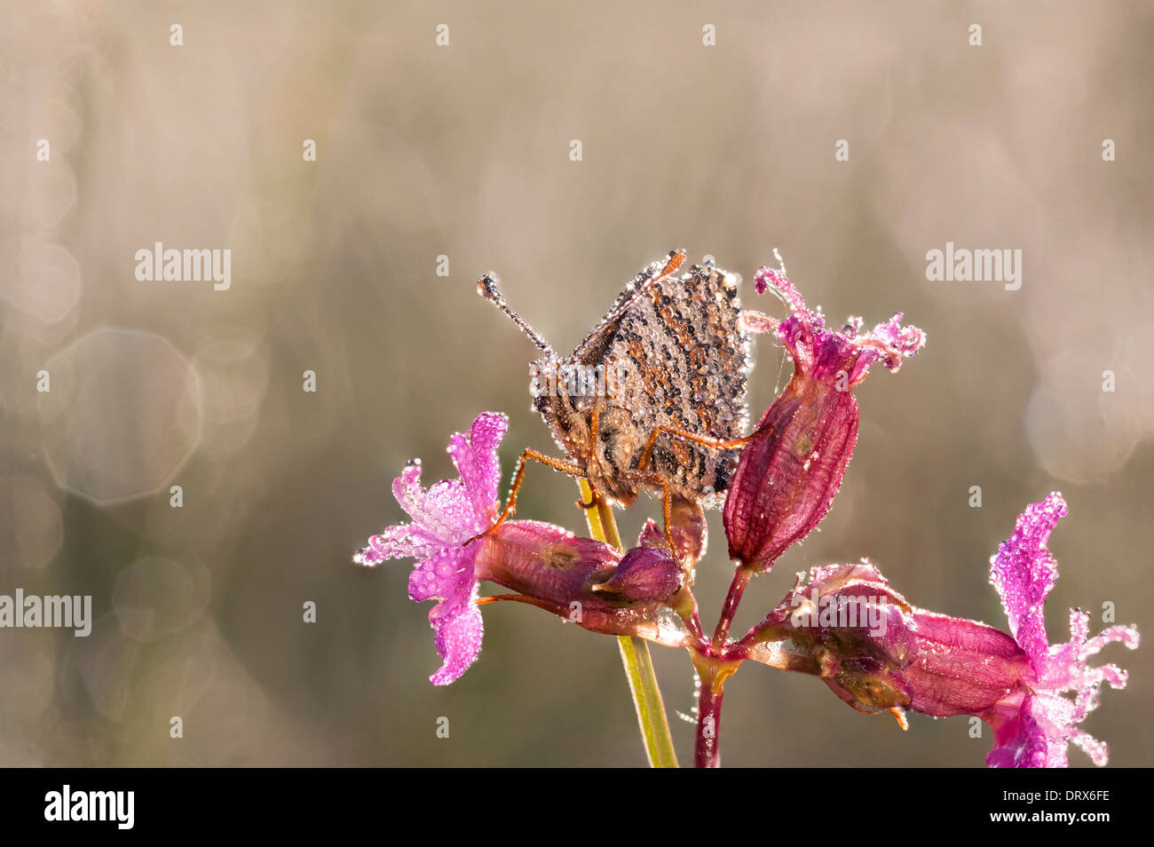 Papillon brun couvert de bulles d'eau sur une fleur tôt le matin Banque D'Images