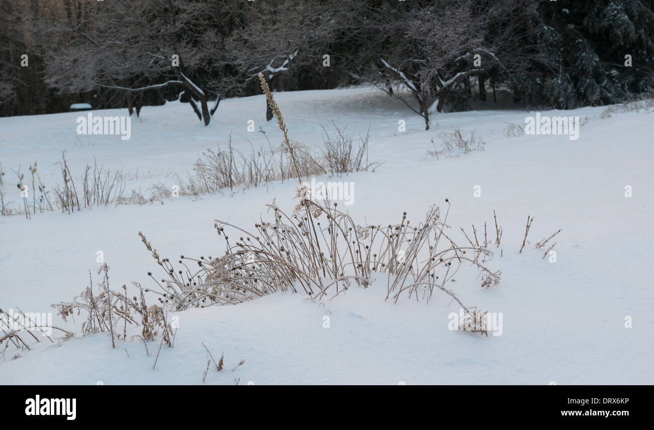 La glace recouvre l'herbe morte dans la région de Phillips, Maine. Banque D'Images