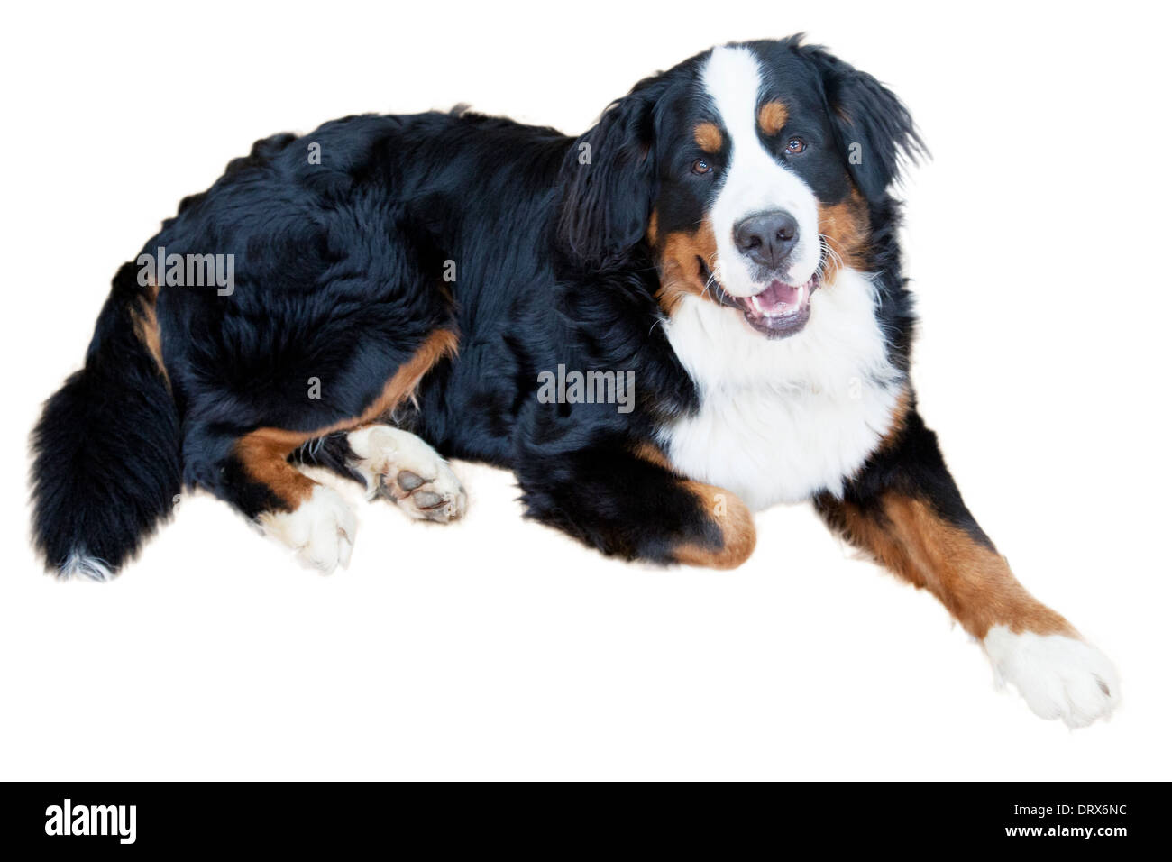 Fixant les Bernois mâle Banque D'Images