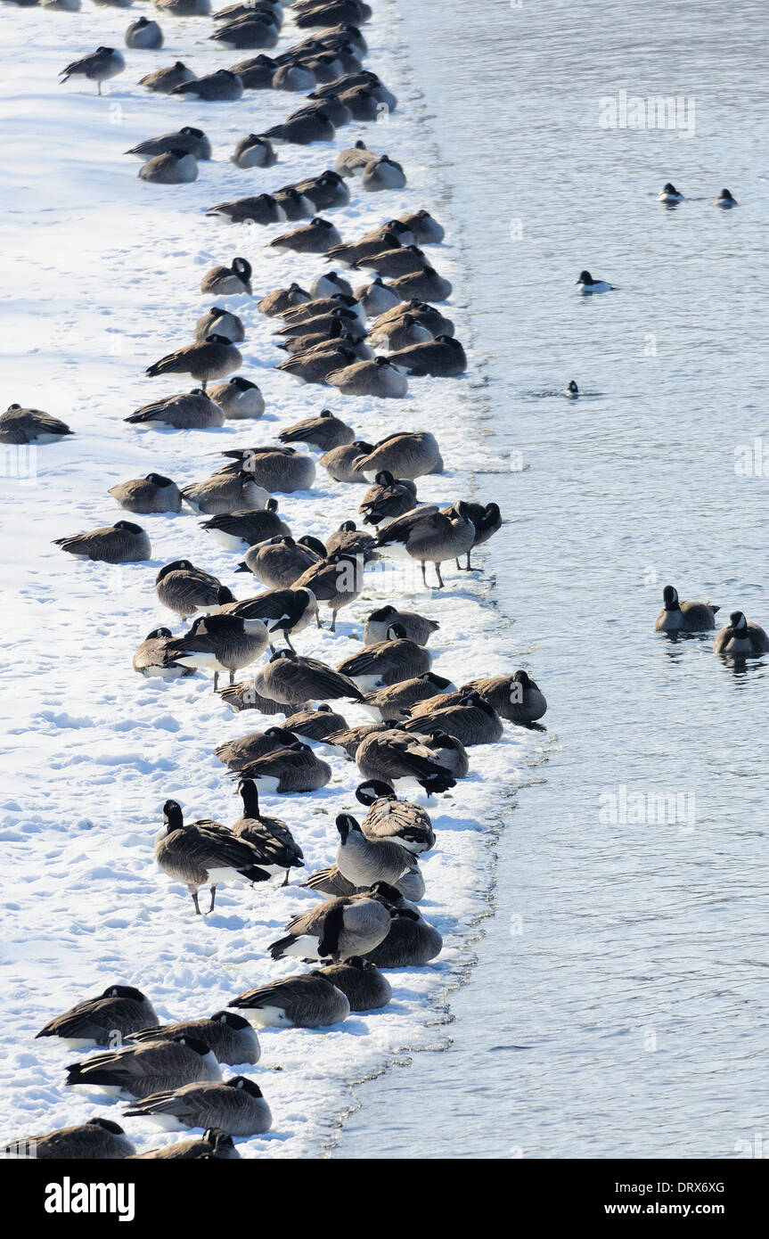 Les bernaches du Canada le long de la rivière doublure. Branta canadensis Banque D'Images