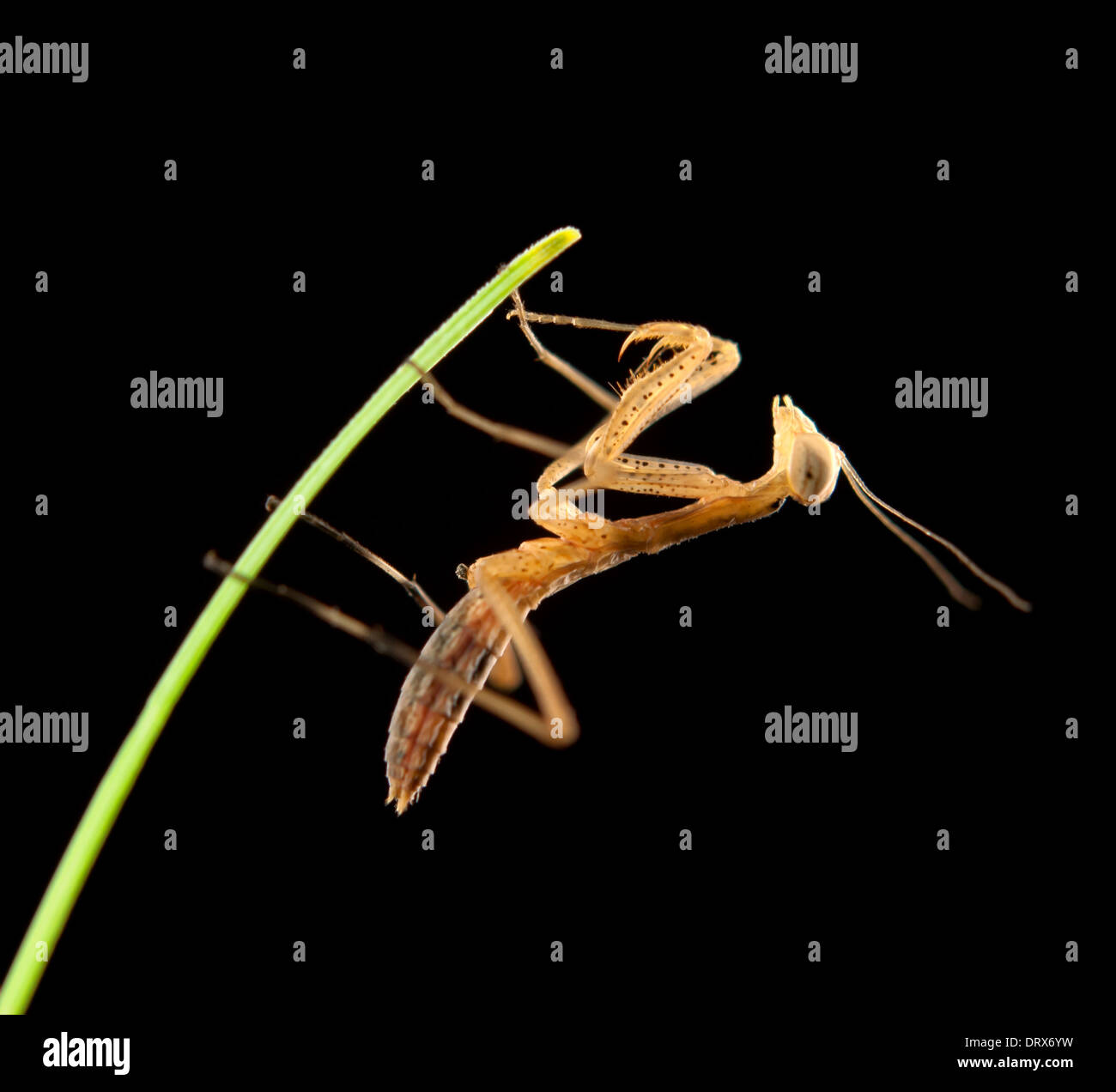 Praying mantis isolé sur un fond noir Banque D'Images