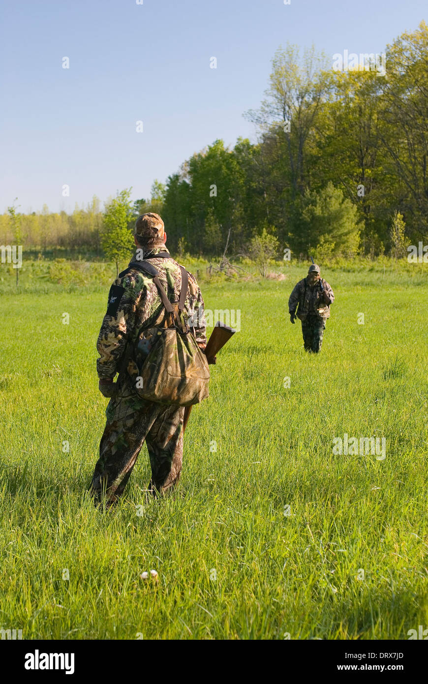 Deux chasseurs tenue de camouflage marche à travers les champs sur une chasse au dindon sauvage. Banque D'Images