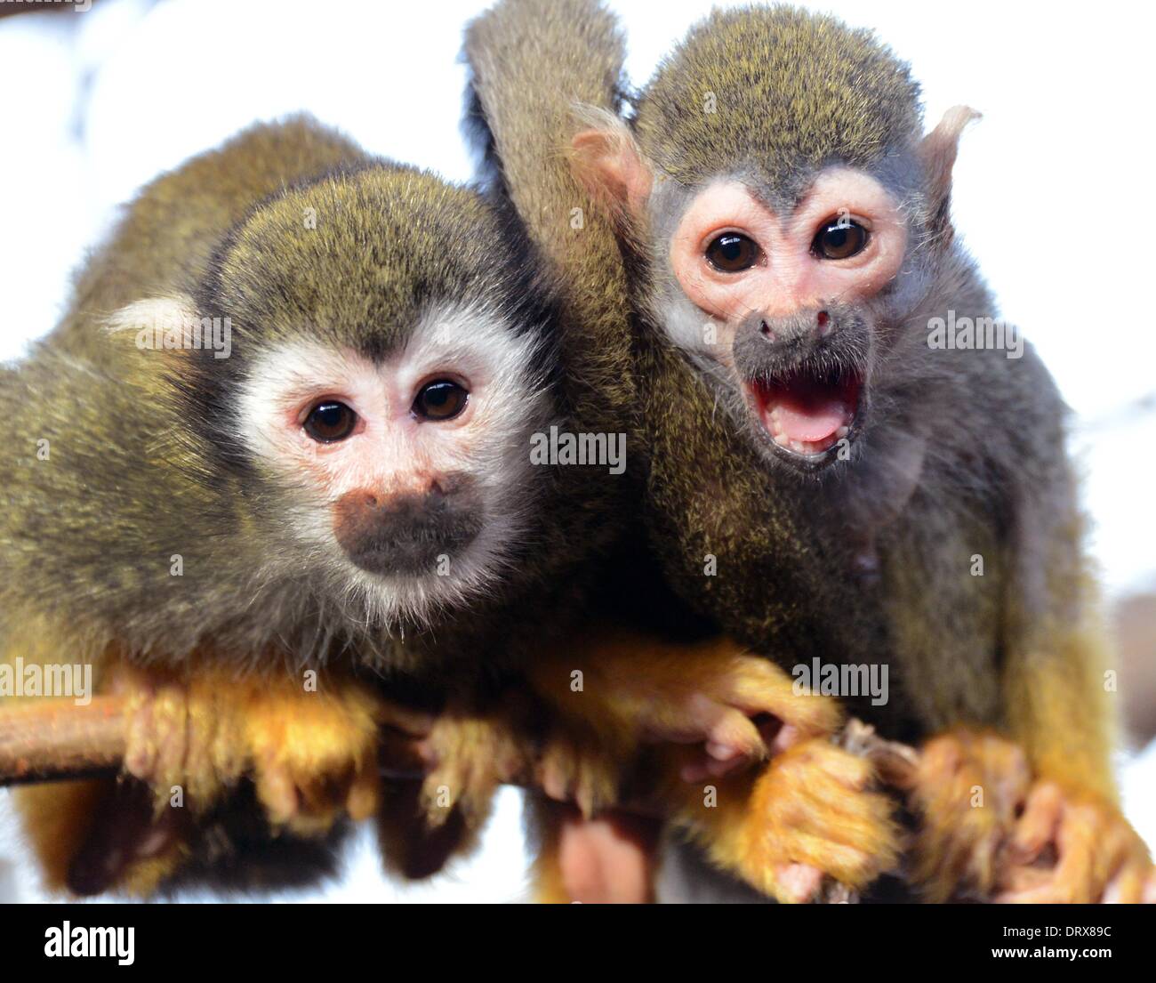 Un singe-écureuil couple est assis sur une branche dans leur enceinte à l'Bergzoo à Halle/Saale, Allemagne, 28 janvier 2014. Les mâles sexuellement matures uniquement dans le groupe d'environ 54 singes écureuil est purus, qui a eu 50 filles et fils. Le singe vit dans un boîtier mesurant environ 715 mètres carrés. Le zoo local est sur des plus grands propriétaires de les singes écureuils en Europe. Photo : Waltraud Grubitzsch/dpa Banque D'Images