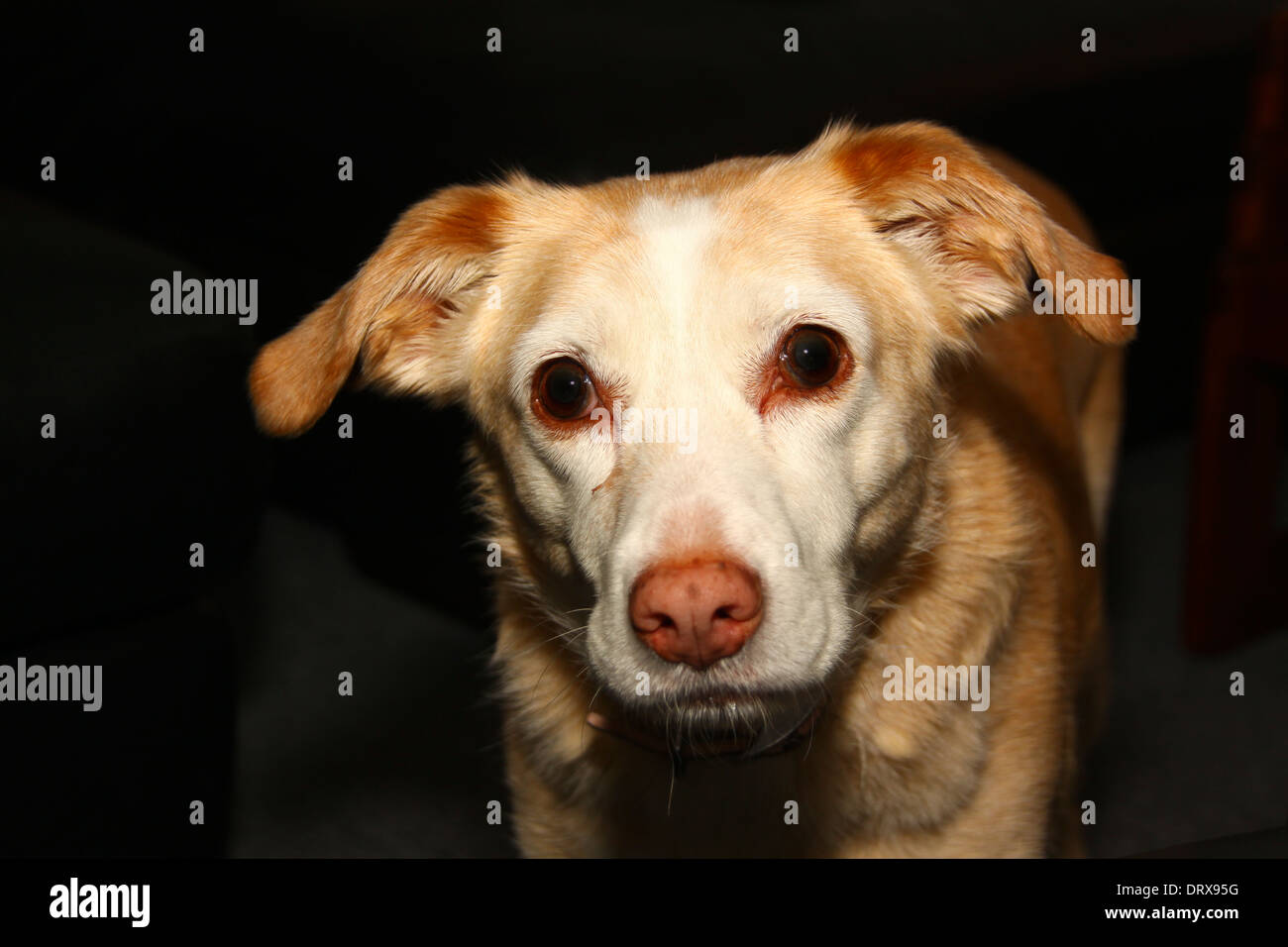 Tête de chien bâtard d'or Banque D'Images