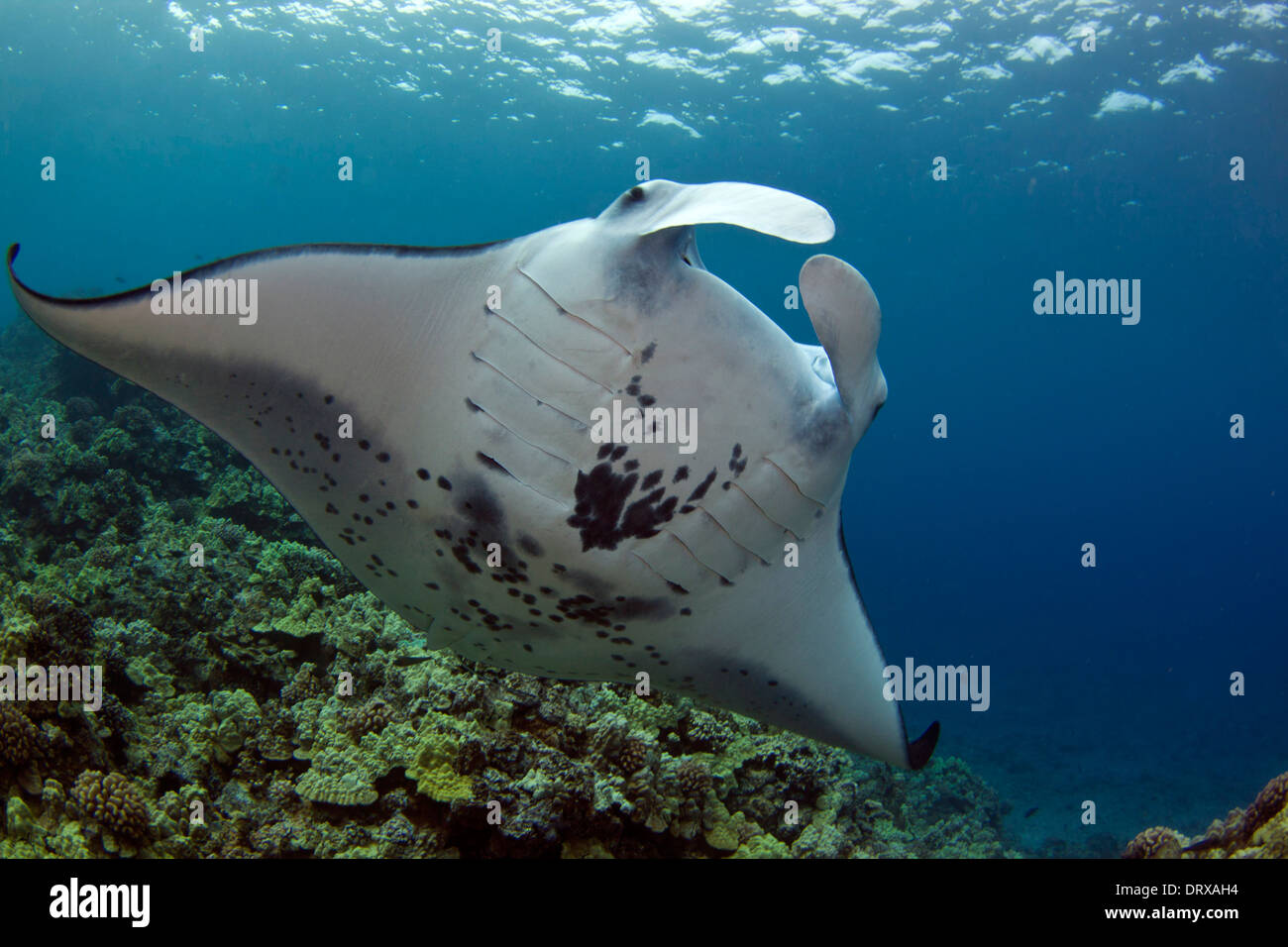 Une manta côtières (Manta alfredi) se précipite à travers une station de nettoyage au large de la célèbre Kona manta dive site. Banque D'Images