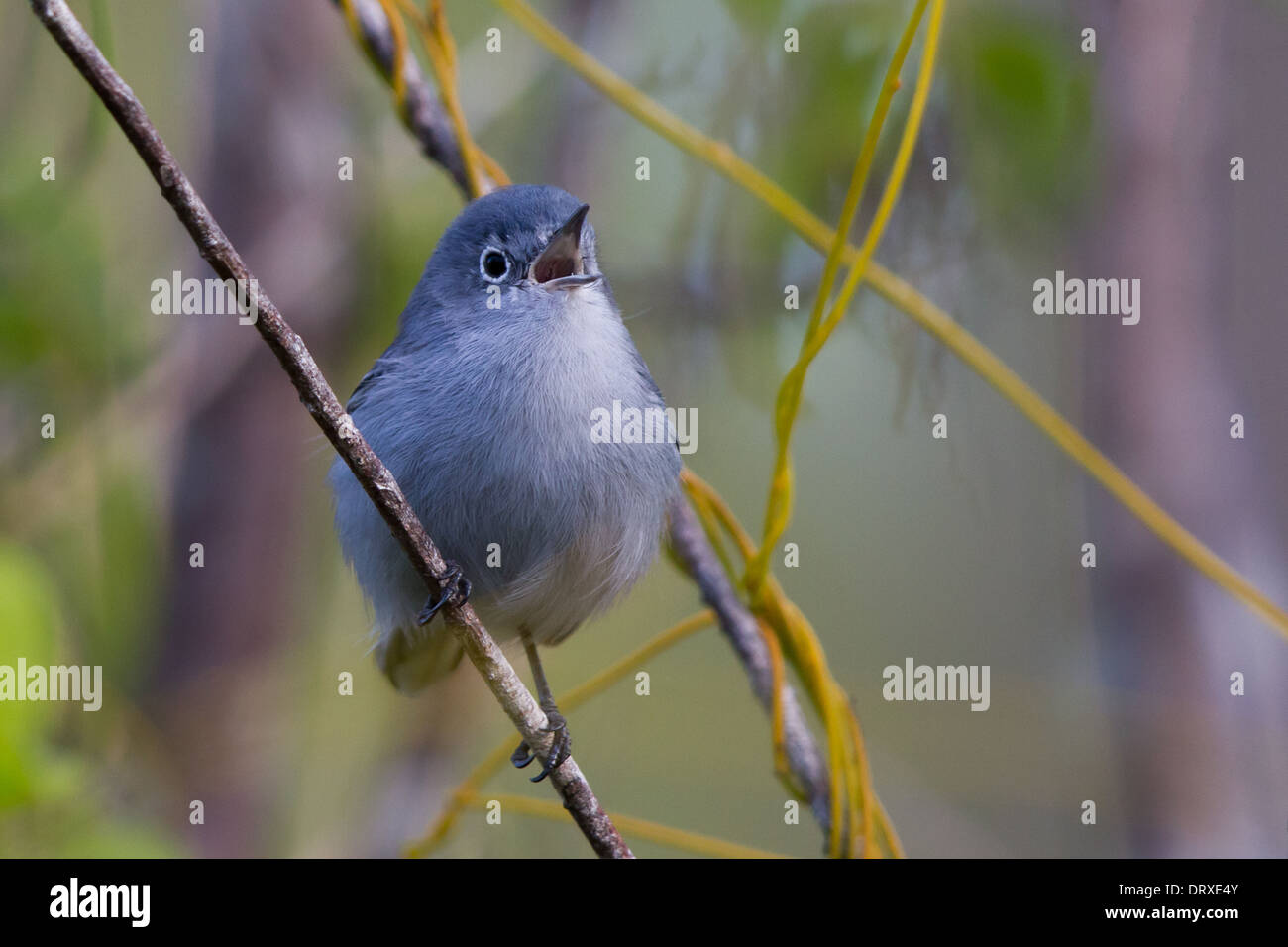 Gobemoucheron gris-bleu (Polioptila caerulea) Banque D'Images