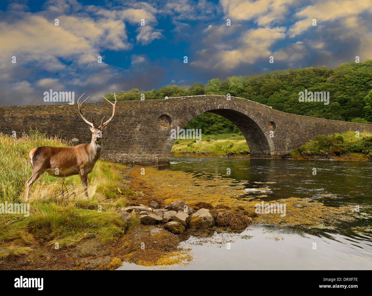 Red Deer stag debout près du pont de l'Atlantique Banque D'Images