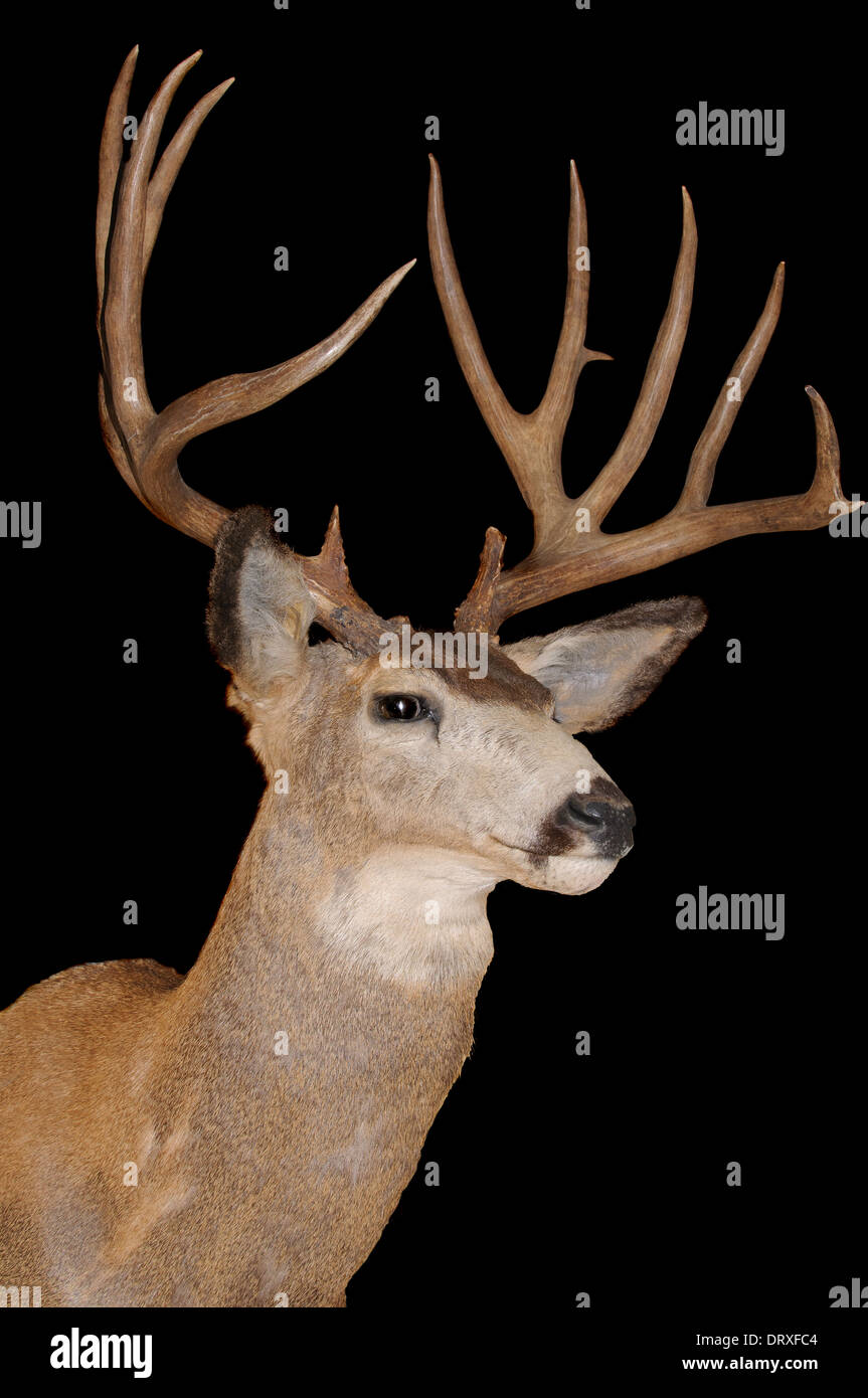 Buck Whitetail sur fond noir Banque D'Images