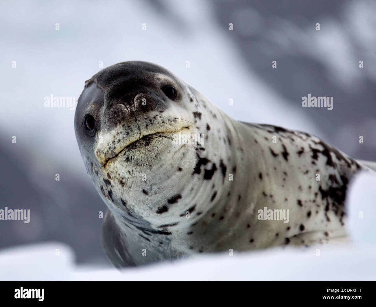 Leopard Seal reposant sur la banquise Banque D'Images