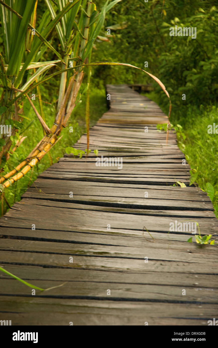 Trottoir de bois dans une forêt au Costa Rica. Banque D'Images