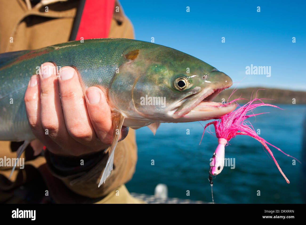 Angler est titulaire d'un poisson pris à la mouche dans les eaux de l'arctique du nord du Canada. Banque D'Images