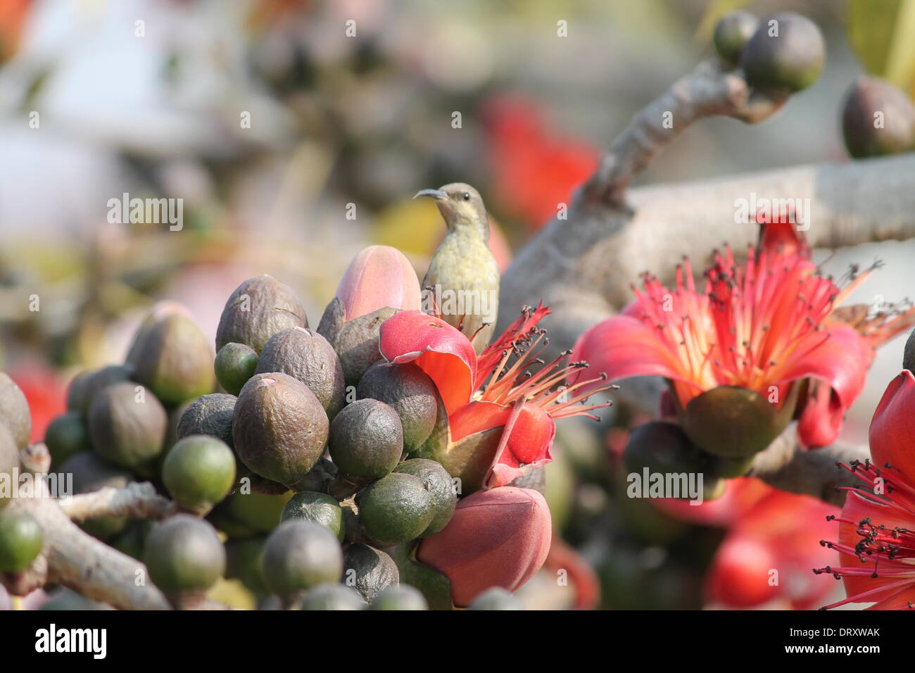 Amérique du Gandhi Maidan, Patna, Bihar, Inde, 4 février 2014. Panduk comme oiseau connu localement sur une sortie de saison comme le meilleur dans les proliférations Gulmohar rouge complet sur Saraswati Puja ou 'Basontasav» sur Basant Panchami le mardi matin d'hiver. Credit : RUPA GHOSH/Alamy Live News Banque D'Images