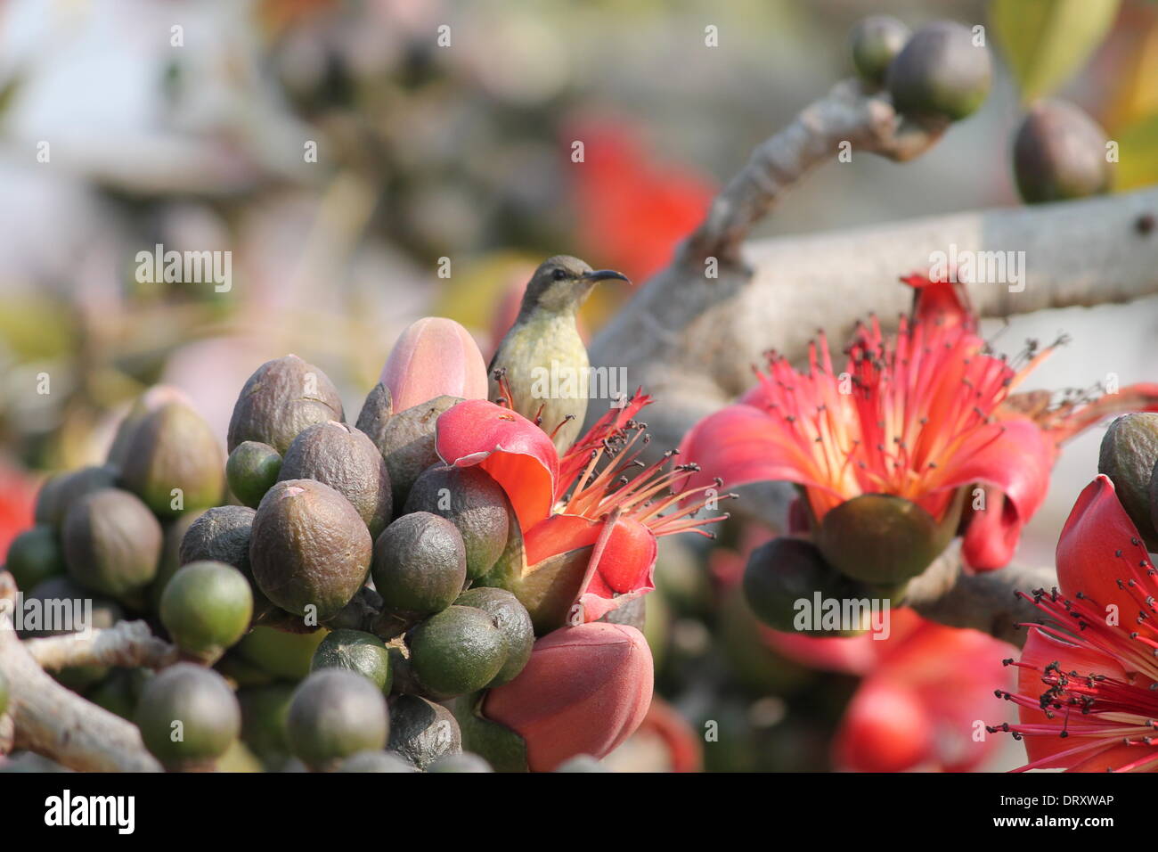Amérique du Gandhi Maidan, Patna, Bihar, Inde, 4 février 2014. Panduk comme oiseau connu localement sur une sortie de saison comme le meilleur dans les proliférations Gulmohar rouge complet sur Saraswati Puja ou 'Basontasav» sur Basant Panchami le mardi matin d'hiver. Credit : RUPA GHOSH/Alamy Live News Banque D'Images