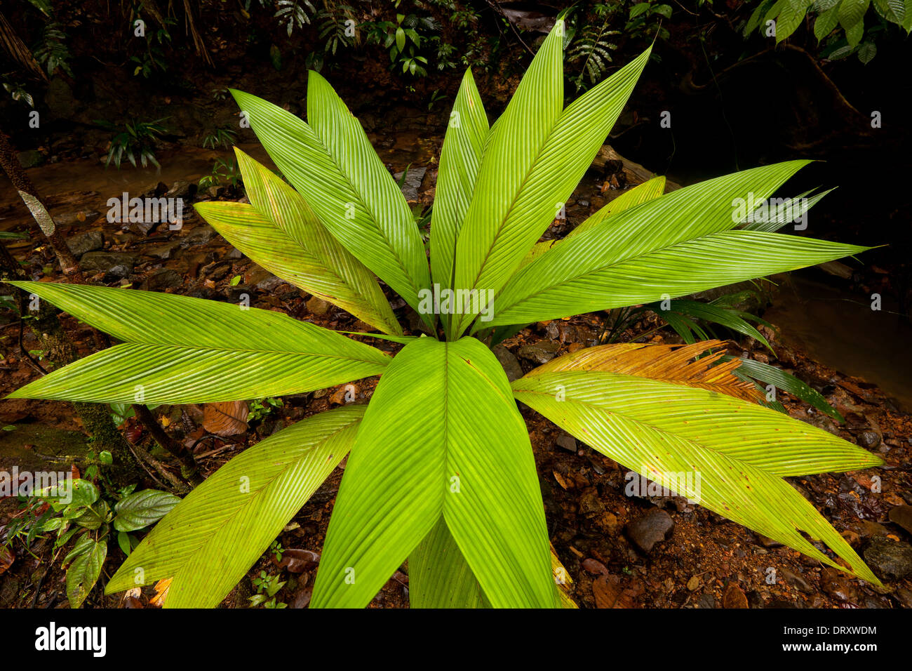 Belle plante dans l'premontane forêt tropicale humide dans la réserve naturelle de Burbayar, province de Panama, République du Panama Banque D'Images
