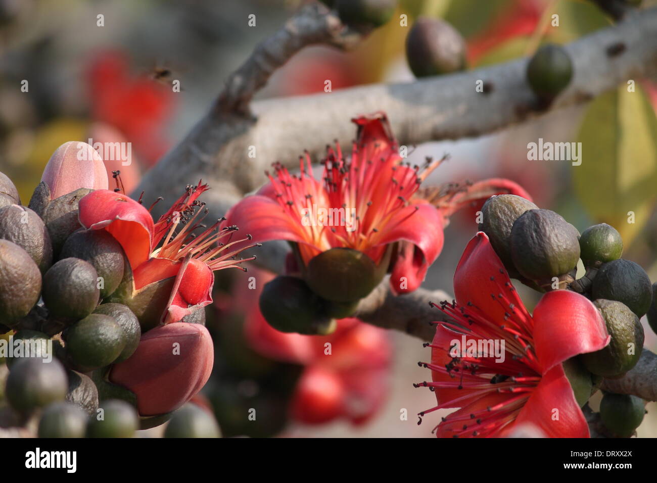 Amérique du Gandhi Maidan, Patna, Bihar, Inde, 4 février 2014. Fleurs de saison fleurs Gulmohar meilleur en pleine rouge sur Saraswati Puja ou 'Basontasav» sur Basant Panchami le mardi matin d'hiver. maintenant soulève d'augmenter les impôts pour réduire Banque D'Images