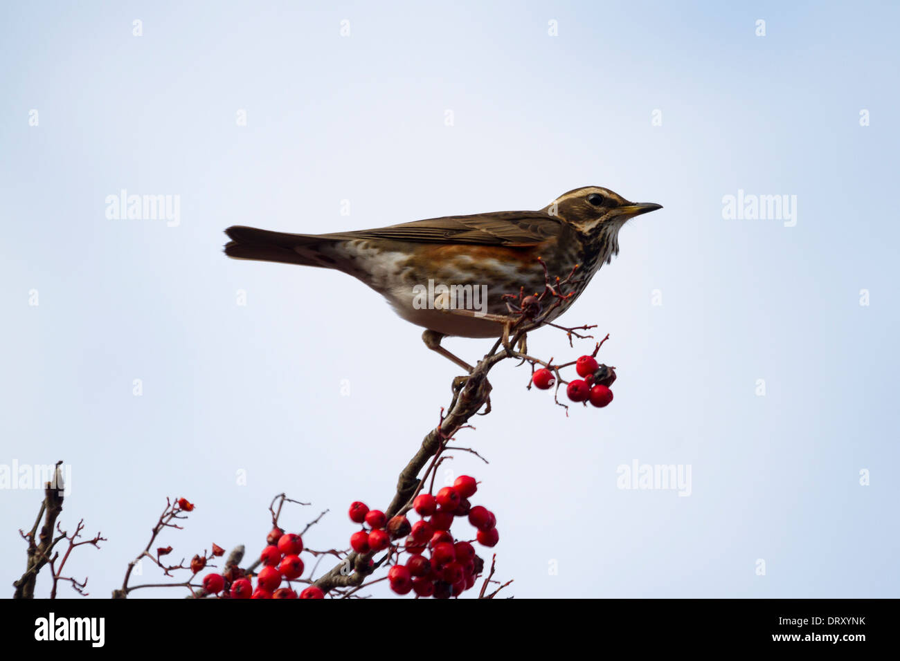 Redwing (Turdus iliacus) perché sur une branche avec red berrys Banque D'Images