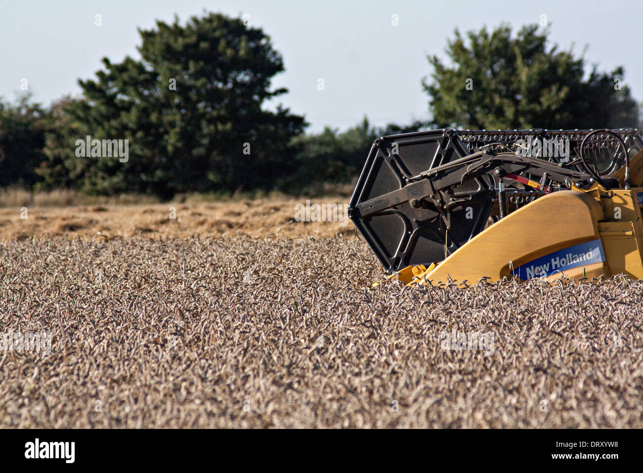 New Holland CX8090 à la moissonneuse-batteuse au travail Banque D'Images