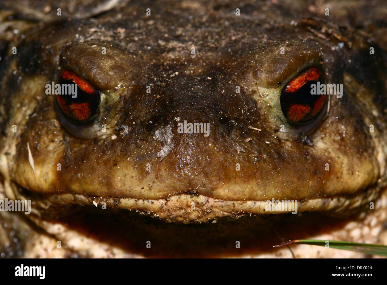 Portrait d'un grand œil et toad Banque D'Images