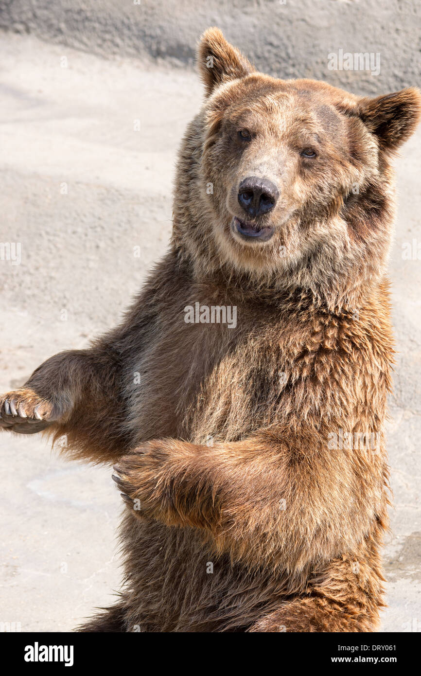 L'ours brun (Ursus arctos) est un grand supporter réparties sur une grande partie du nord de l'Eurasie et l'Amérique du Nord. Banque D'Images