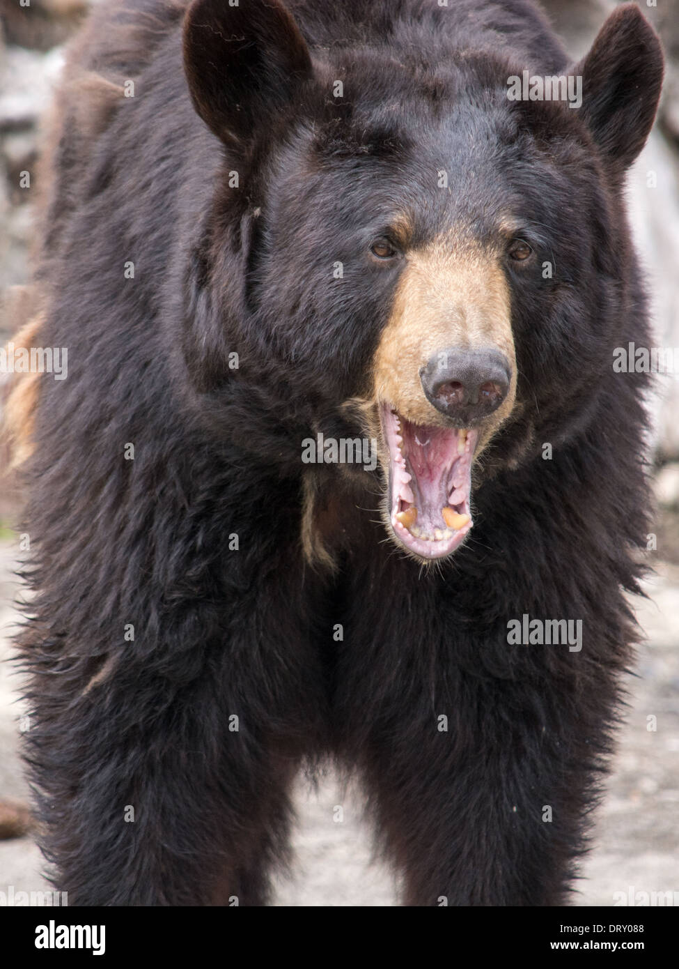 L'ours brun (Ursus arctos) est un grand supporter réparties sur une grande partie du nord de l'Eurasie et l'Amérique du Nord. Banque D'Images